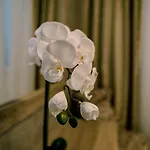 아파트 Luxury White Violeta