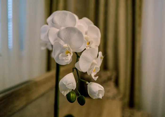 Apartmán Luxury White Violeta