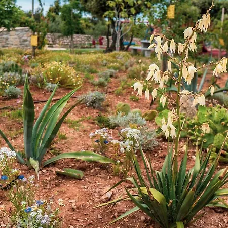 Luxury White Violeta *