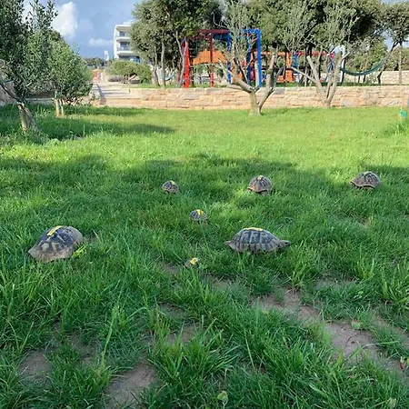 Luxury White Violeta * ماندري