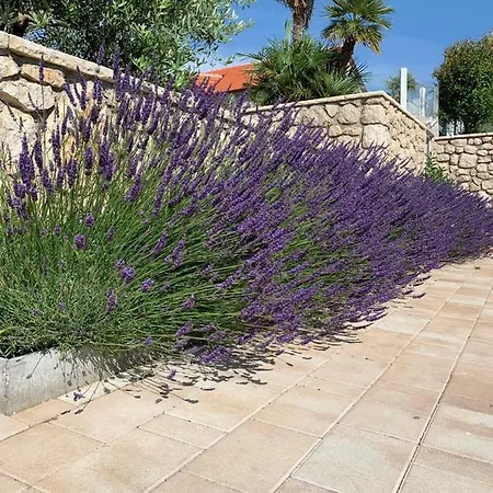 Luxury White Violeta *