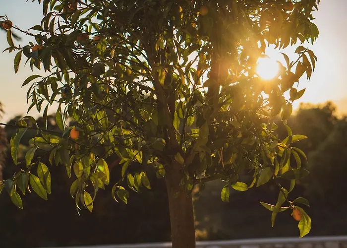 Lejlighed Luxury White Violeta