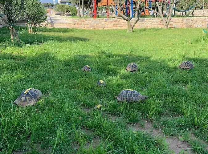 Luxury White Violeta * Mandre