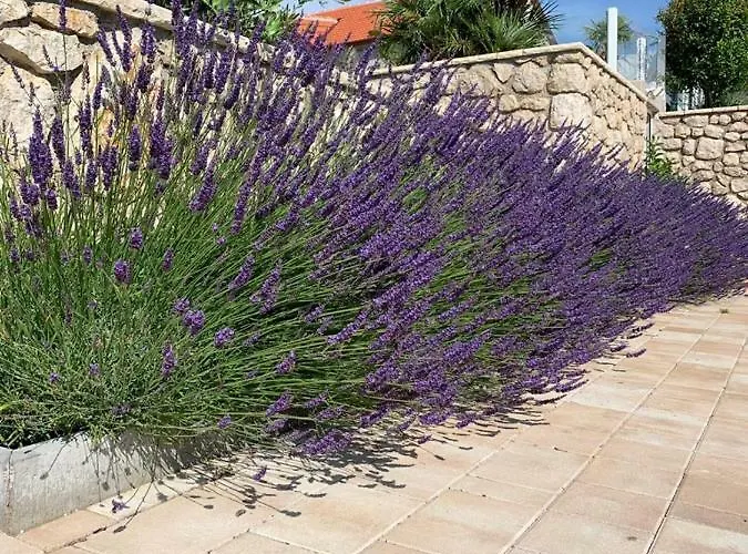 Luxury White Violeta *